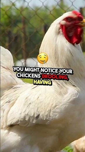 🚨 Canker in Chickens: Causes, Symptoms & Effective Treatment! 🐔⚠️
