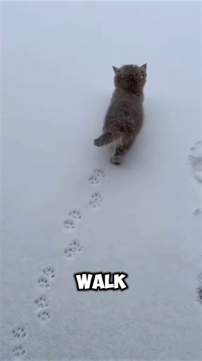 Unique Facts About Cat Paw Prints