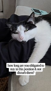 If a cat falls asleep in your lap, how long do you have to stay in this position? Do you know? 😆 #lapcat #cattips #catsofinstagram #catbehavior #cats101 | oreoandpumpkinspice