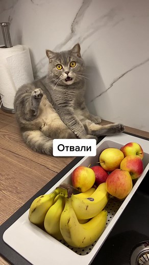 Domestic Cat Relaxing in a Modern Kitchen