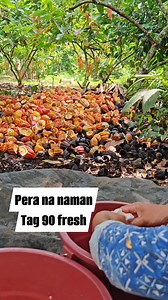 31K views · 446 reactions | Cacao pod husk/shell pwede compost mix chicken dung for 3 months #cacoa #fyp #viral #farming #TopFans | CACAO tutorial ni JM | Facebook