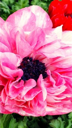 #박서진의꽃길#핑크핑크꽃#아름다운풍경꽃#최고의풍경꽃#오늘하루#지금은여기에