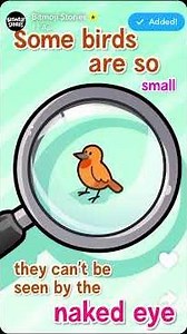 What are birds? 🐥 | Bitmoji Stories