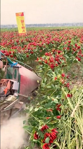 Facing Heaven Pepper Harvesting Techniques #farmingtech ‪@RomFarm‬