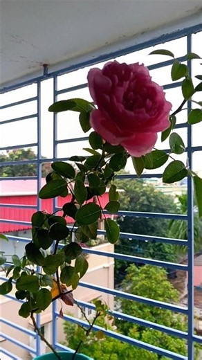 🌹 The Beauty of Rain on a Rose 🌹😍#explore #nature