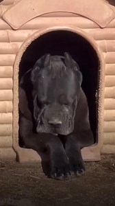 187K views · 9.5K reactions | ### Cane Corso: The Majestic Protector...