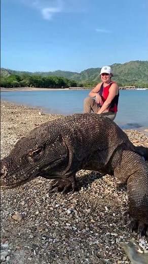 The Komodo Dragon That Can Reproduce Without a Mate