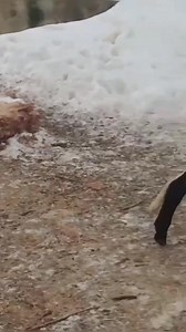 31K views · 414 reactions | Big Horn male / sold-out /Sheep's kashmiri sheep farming | Land of Kashmir | Facebook