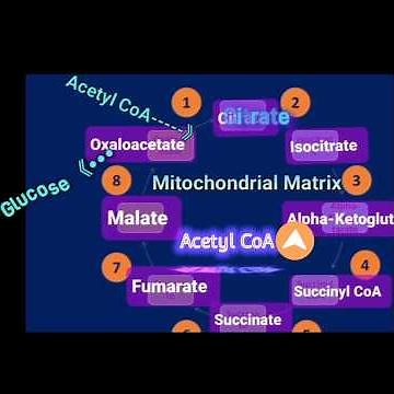 The TCA Cycle, Oxaloacetate, & Gluconeogenesis @Metabolism Made Easy