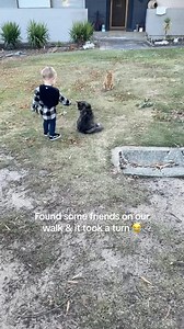 Fun Cat Videos and Clips | He really couldn’t wait lol (courtneyye on TikTok) | Instagram