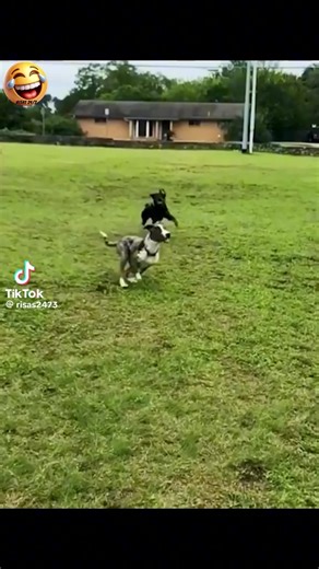 #pets #funnyvideos #funny #dog #petsoftiktok