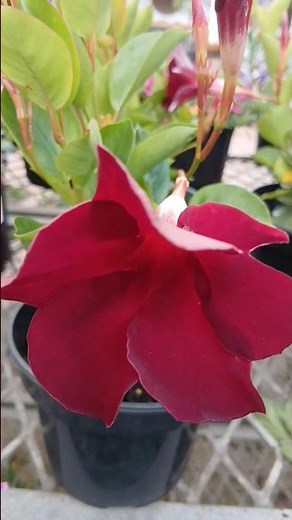 “Dipladenia Flowering in Red Glory 🌺 | Tropical Elegance” #flowers #gardendelight