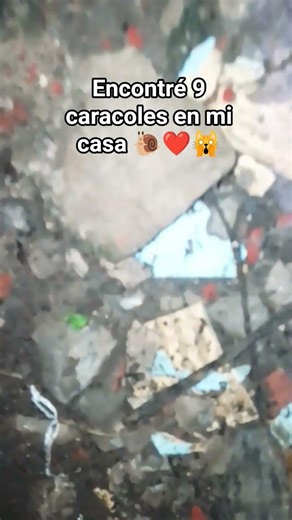ME FACINAN LOS CARACOLES 🐌❤️🙀🐌❤️!!!
