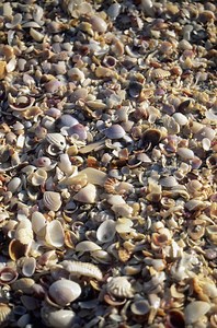 How to Use Crushed Shells as Mulch
