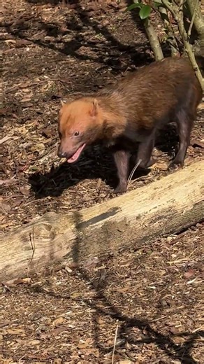 Naissance de trois chiens des buissons ! 🥹