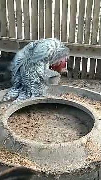 "Breeding Time for Native Chickens: Tips for Healthy and Productive Flocks"