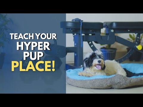 Teaching Your Hyper Dog the Place Command
