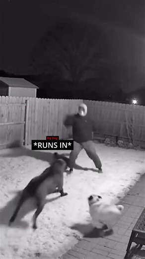 This Robber Thought The House Wasn't Guarded... 😨🚨