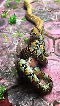 33K views · 319 reactions | The python was killed by a snake in a single bite. | Nature Agry | Facebook