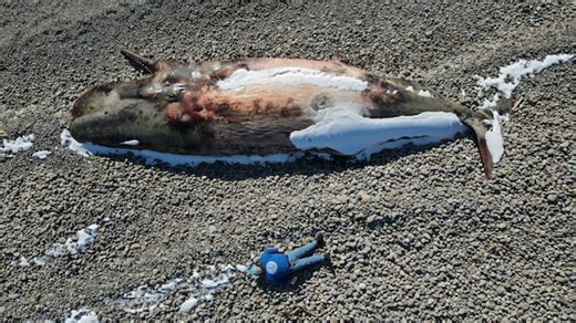 Photographer poses next to beached sperm whale for perspective, and gets a huge reaction