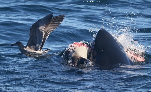Great White Sharks in San Francisco Bay – Shark Stewards