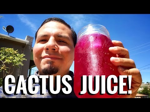 Making Prickly Pear Cactus Fruit Juice- Its The Quenchiest!