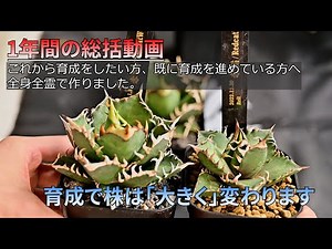 [Cultivating Agave Changes Its Life] One Year's Total Activity Picture: Agave titanota [#Plant Ma...