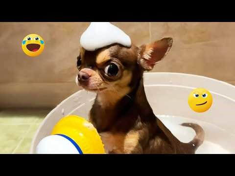 I Wanted a Dog, But God Gave Me a Comedian! 🐶😂| TOP Funny Dog Videos 2026 #25