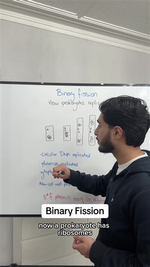Understanding Binary Fission: A-Level Biology Guide