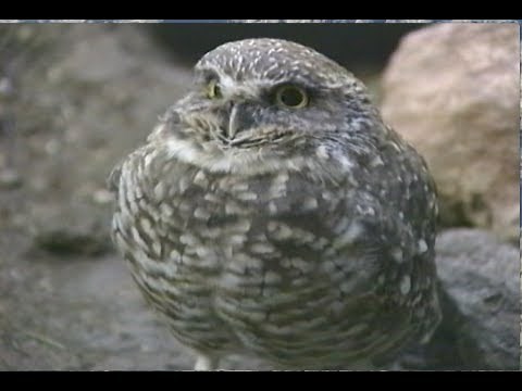 Losing Ground: The California Burrowing Owl Story