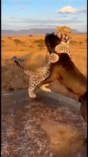 Cane Corso copes brilliantly with guarding the territory after an attack by wild animals.