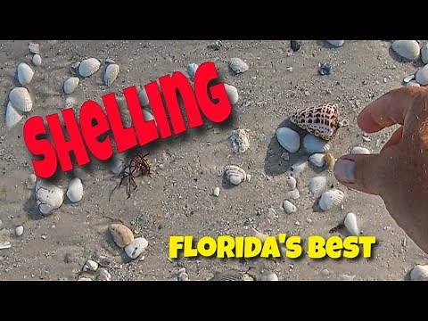 SHELLING Florida's Best Beaches