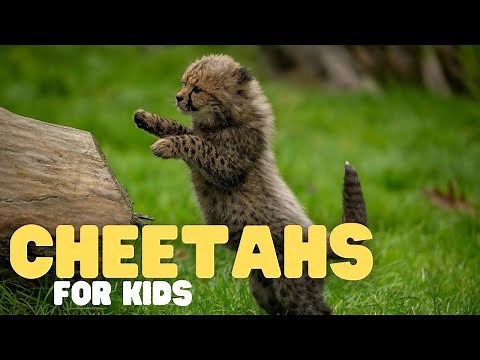 Cheetahs for Kids | Learn all about this fast feline!