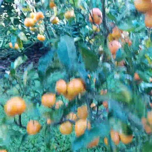 Mandarin x3 varieties 🍊 . Having 3 varieties of mandarin trees that ripen at different times enables us to enjoy the sweet fruit over a longer period. Because they ripen about 4-5 weeks apart our eating window is stretched out to about 3 months. I forgot the names of ours but when talking with your local nursery ask about "early, mid, and late" varieties. I prefer a longer harvest period with each tree providing 100-200 mandarins instead of a one-off feed of 300-400 mandarins from one tree 🌳 .