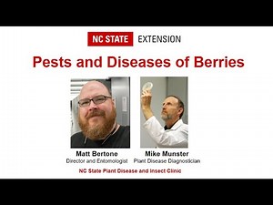 PPP April 2025 | Pests and Diseases of Berries