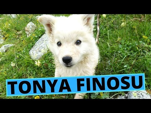 Tonya Finosu Dog Breed - Facts and Information