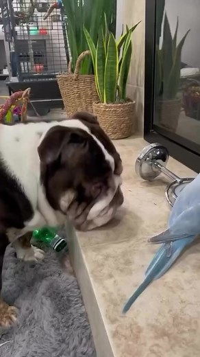 Best friends ❤️ #bulldoglife #englishbulldoglovers #bulldogingles #bulldogmoments #bulldogworld #bulldog #bulldoglove | Comfort Food Recipes