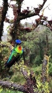 4.1K views · 180 reactions | The Fiery-throated #Hummingbird, in my opinion, Costa Rica’s most stunning hummingbird, found in the high elevations of the Talamanca Mountain range. This range extends into Panama, creating an endemic region for rich species diversity. • • Credits : @gourmetbiologist ( Instagram ) | The Blend Of Beauty | Facebook