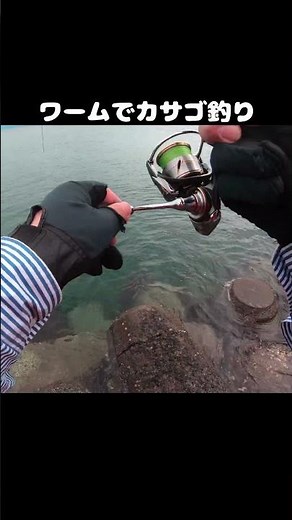 【ガシラ】ワームで簡単カサゴ釣り！根魚ライトゲーム #釣り #shorts