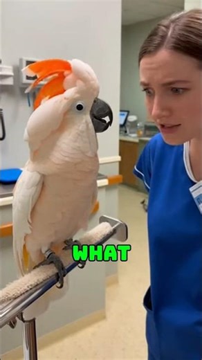 Cockatoo Fakes a Heart Attack 😭🐦Funniest Parrot Ever!#shorts #parrot #trending #viral
