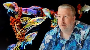 7.8K views · 184 reactions | As a 10+ year veteran of keeping fancy guppies, Cory knows a thing or two about their care requirements and how to make them look incredible. Keeping watching as he shares his pro tips about how to raise and breed awesome-looking guppies in your own home. #AquariumCoop | Aquarium Co-Op | Facebook