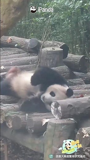 Found The Footage Of Me Trying To Get Out Of Bed This Morning | iPanda #shorts