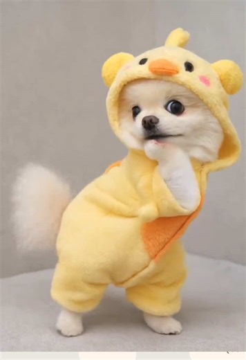 Create a Dancing Pet Dog Video with Gemini AI