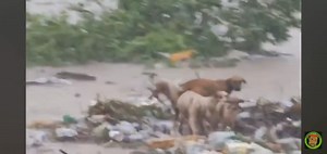 Poor dogs in the gully | Jamaica IS Nice