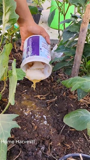 Secret Eggplant Care Hack You Must Try! #shorts #gardening #eggplant