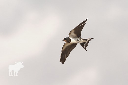 When Do Barn Swallows Migrate? — Forest Wildlife