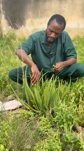 The power aloe Vera you don’t know 🔥💪 #viralreels #fbreelsfypシ゚ #lifeexperience | Secrets Of Health TV