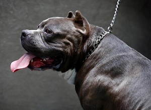 Plusieurs attaques de chiens American Bully XL suscitent la colère au Royaume-Uni | RTS