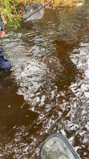 Another strooong musky swimming off! Power on display! #haywardflyfishingcompany #muskyonthefly #slackisevil #barbless #catchandrelease | Hayward Fly Fishing Company