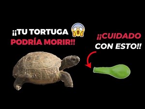 ❌Be careful with this!!❌ Your turtle could die!!💀